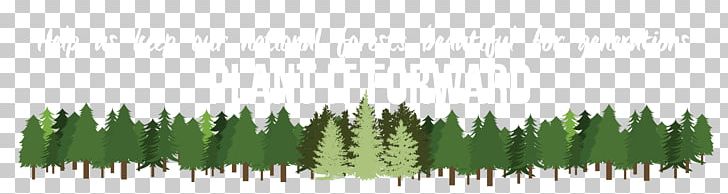 Tree Pine Plant Forest Arborist PNG, Clipart, Arborist, Forest, Grass, Grasses, Grass Family Free PNG Download