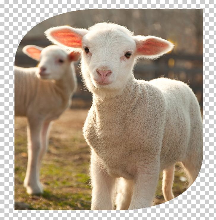 4 Pics 1 Word Shetland Sheep Lamb And Mutton Sheep Farming Stock Photography PNG, Clipart, 4 Pics 1 Word, Bonnys Big Day, Cow Goat Family, Goat Antelope, Goats Free PNG Download