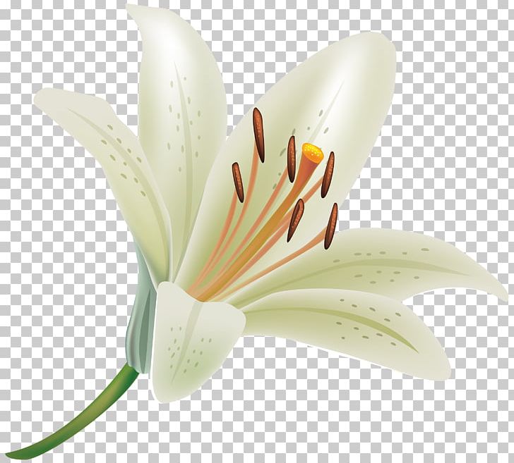 Lilium Candidum Tiger Lily Flower PNG, Clipart, Art White, Clip Art, Cut Flowers, Desktop Wallpaper, Flower Free PNG Download