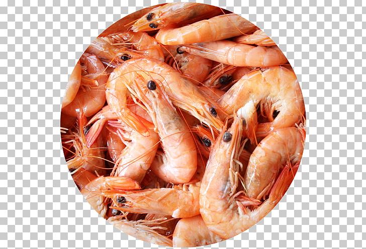 Prawns Caridea Restaurante Senhor Peixe Shrimp Seafood Restaurant PNG, Clipart, Animals, Animal Source Foods, Caridea, Caridean Shrimp, Cherne Altovise Free PNG Download