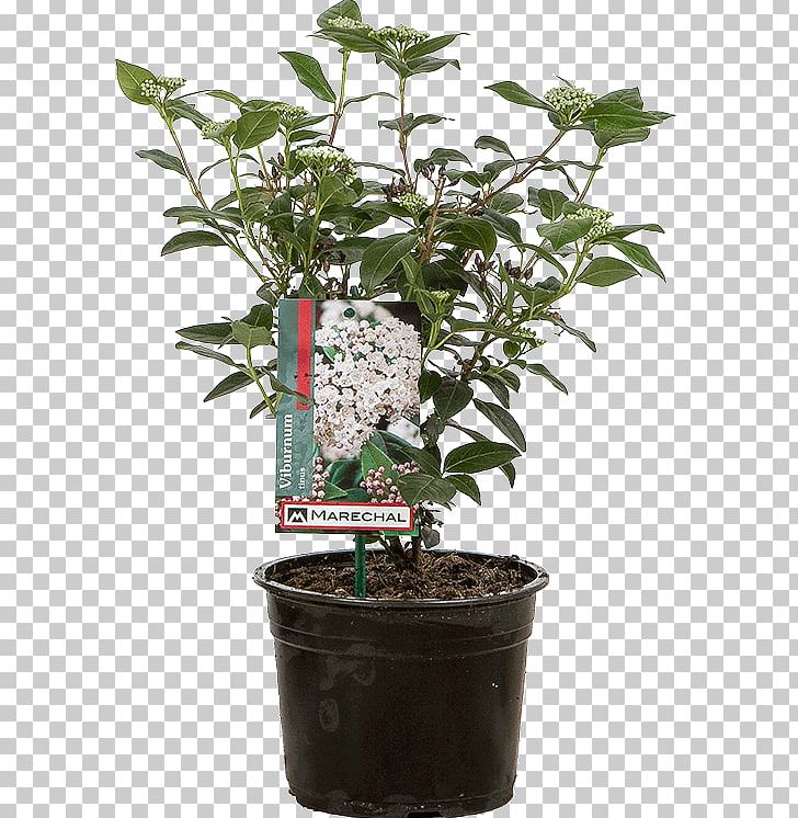 Viburnum Tinus Flowerpot Shrub Plant PNG, Clipart, Blue, Centimeter, Evergreen, Flower, Flowerpot Free PNG Download