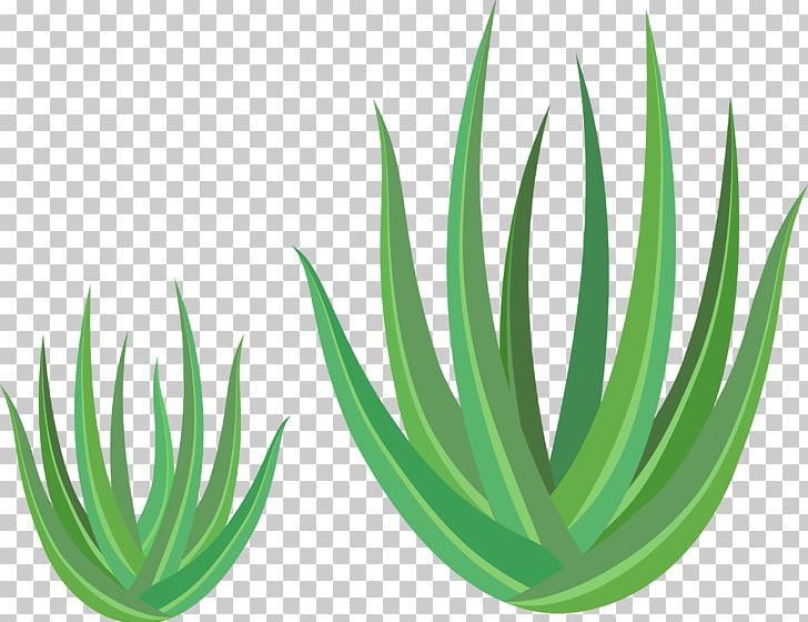 Aloe Vera Euclidean Green PNG, Clipart, Aloe, Aloe Vector, Aloe Vera Potted, Background, Encapsulated Postscript Free PNG Download