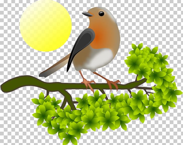 European Robin PNG, Clipart, American Robin, Beak, Bird, Branch, Com Free PNG Download