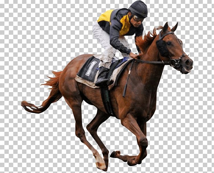 Horse Racing Stallion Equestrian Jockey PNG, Clipart, Animals, Animal Sports, Bit, Bridle, Dressage Free PNG Download