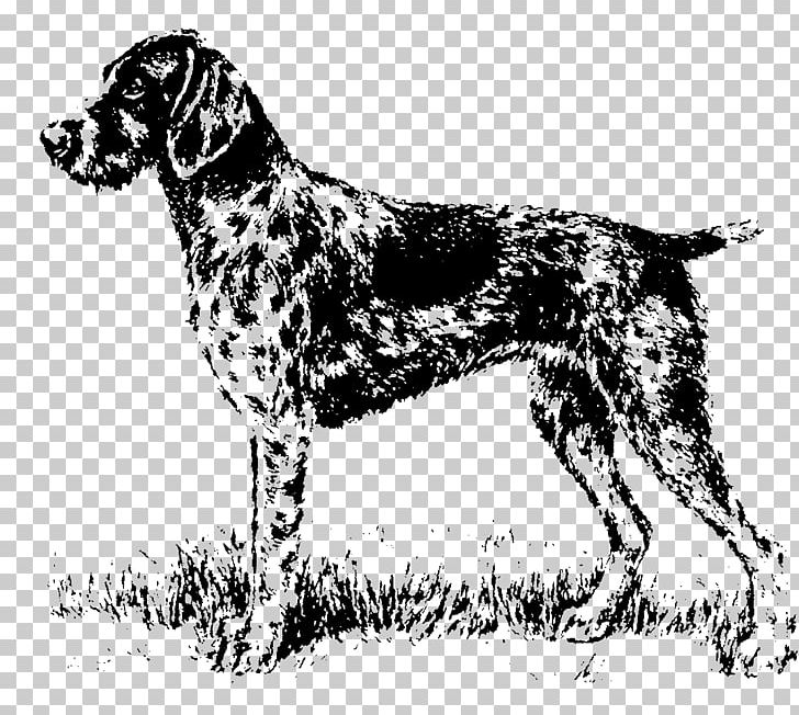 Old Danish Pointer Small Münsterländer Auvergne Pointer Dog Breed Hunting Dog PNG, Clipart, Black And White, Brac, Braque D Auvergne, Breed, Carnivoran Free PNG Download