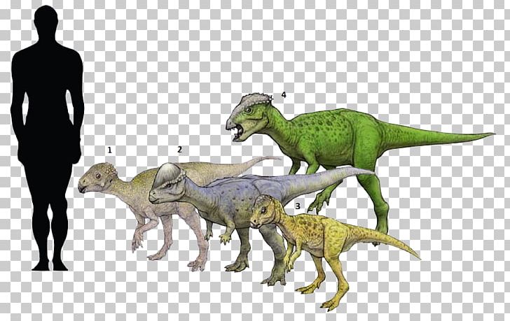Tyrannosaurus Velociraptor Fauna Extinction PNG, Clipart, Cryolophosaurus, Dinosaur, Extinction, Fauna, Organism Free PNG Download