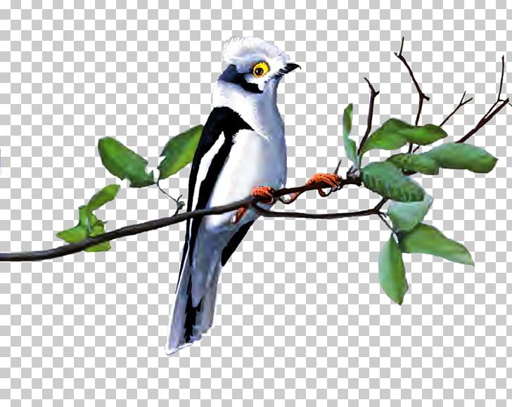 Bird Goose PNG, Clipart, Animal, Animals, Beak, Bird, Bird Feeders Free PNG Download