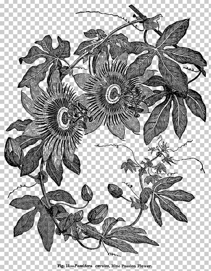 Passiflora Caerulea Wood Engraving Botany PNG, Clipart, Biological Illustration, Black And White, Botanical Illustration, Branch, Drawing Free PNG Download