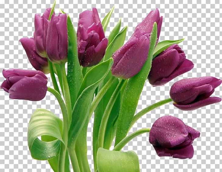 Tulip PNG, Clipart, Computer Icons, Cut Flowers, Dots Per Inch, Download, Floral Design Free PNG Download
