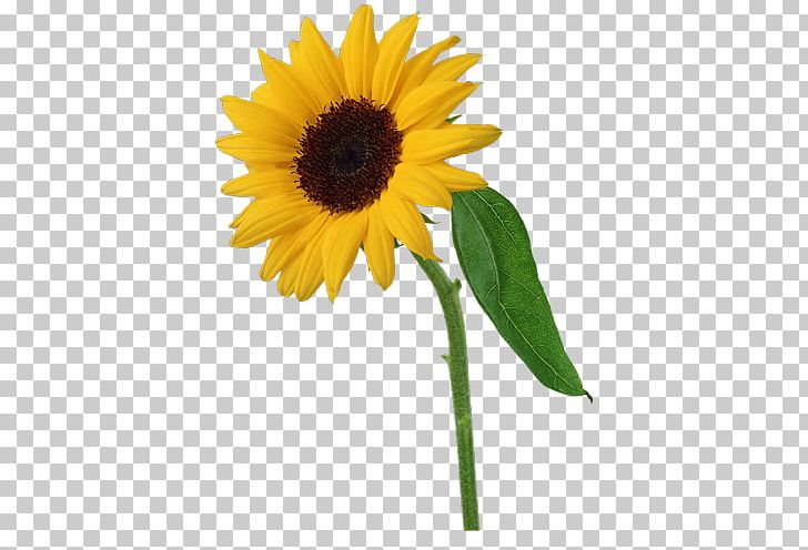 Common Sunflower PNG, Clipart, Common Sunflower, Cut Flowers, Daisy Family, Data, Download Free PNG Download