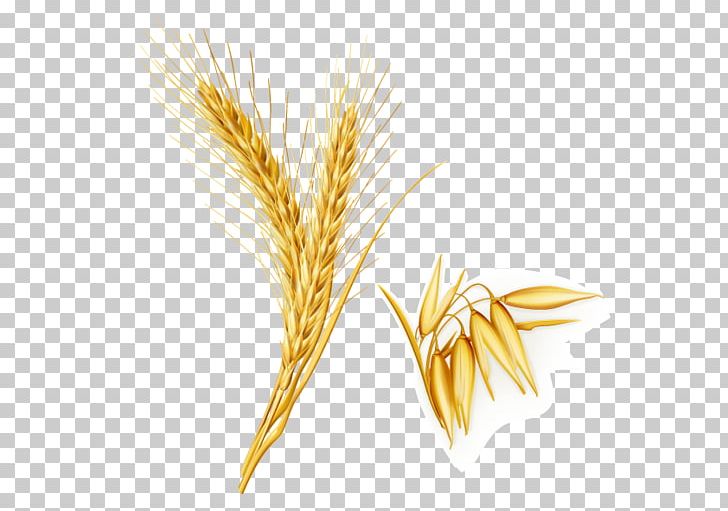 Emmer Yellow Oryza Sativa PNG, Clipart, Cereal, Cereal Germ, Commodity, Computer Wallpaper, Download Free PNG Download