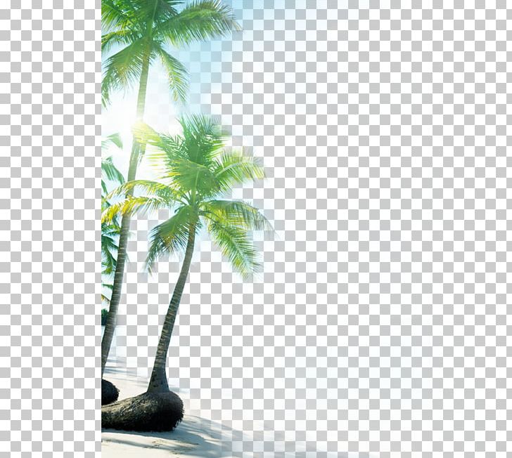 Las Terrenas Beach Ocean Beauty Sea PNG, Clipart, Accommodation, Amount, Arecales, Beach, Beauty Free PNG Download