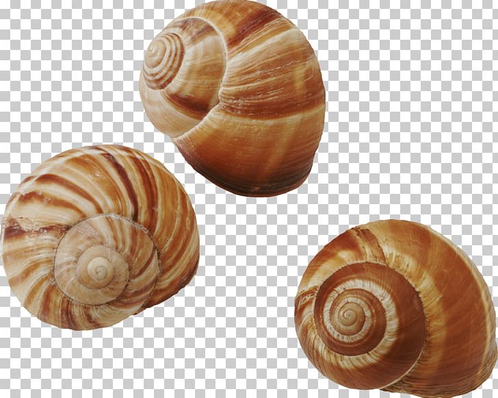 Seashell Common Periwinkle Snail Gastropods PNG, Clipart, Animal, Animals, Aquarium, Botanical Illustration, Caracol Free PNG Download