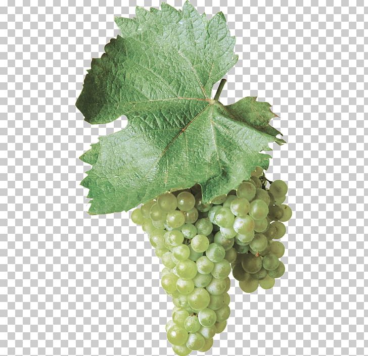 Sultana Common Grape Vine Gravina In Puglia Bombino Bianco Wine PNG, Clipart, Bombino Bianco, Common Grape Vine, Gravina In Puglia, Sultana, Wine Free PNG Download