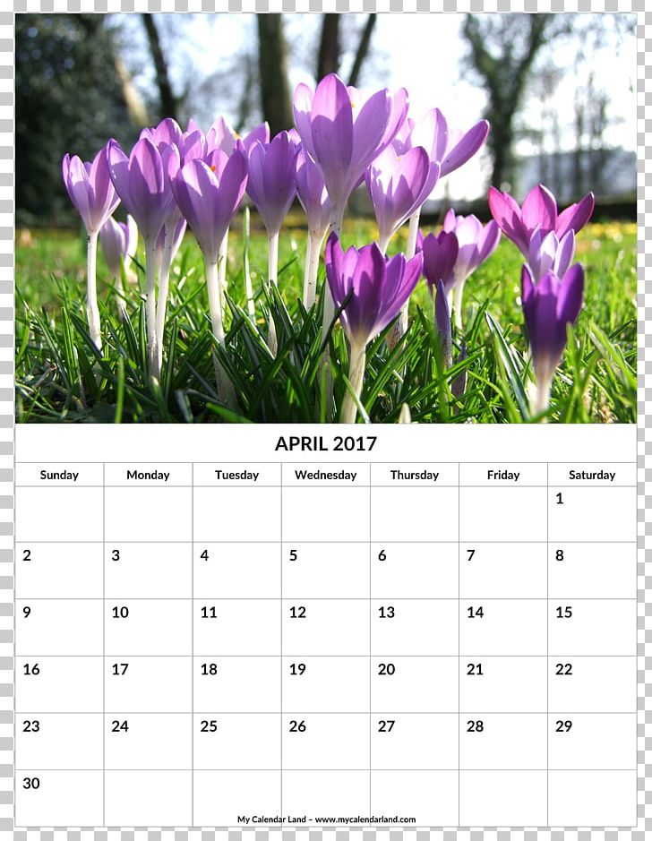 Crocus Gardening Flower Lawn PNG, Clipart, 2016, 2018, Botany, Bulb, Calendar Free PNG Download