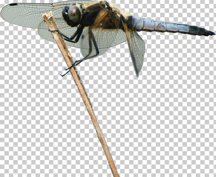 Insect Dragonfly Animal Pollinator PNG, Clipart, Album, Animal, Animals, Arthropod, Black Tortoise Free PNG Download