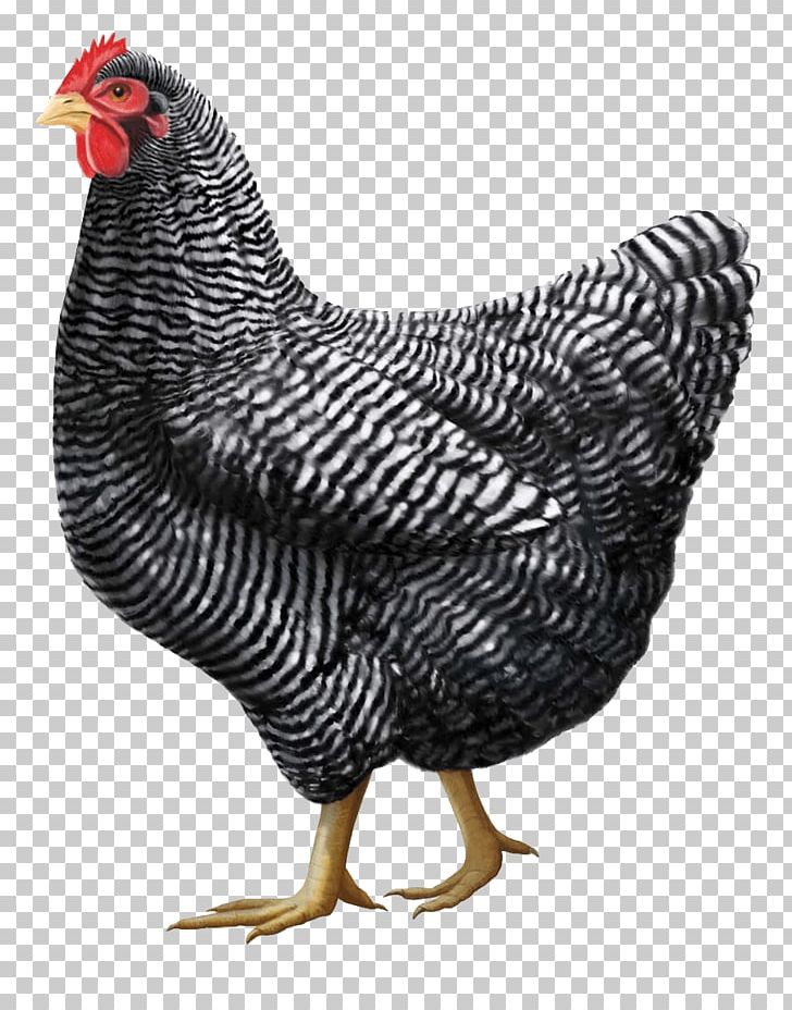 Plymouth Rock Chicken Rhode Island Red Jersey Giant Orpington Chicken Cochin Chicken PNG, Clipart, Amor, Animals, Beak, Bird, Breed Free PNG Download