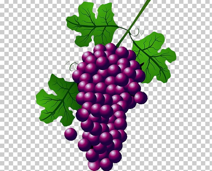 Wine Common Grape Vine Concord Grape PNG, Clipart, Black Grapes, Boysenberry, Common Grape Vine, Conc, Food Free PNG Download