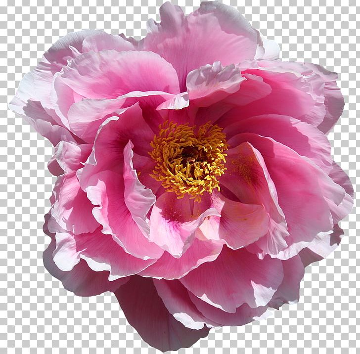 Cabbage Rose Desktop Flower Garden Roses PNG, Clipart, Android, Annual Plant, Cut Flowers, Desktop Environment, Desktop Wallpaper Free PNG Download
