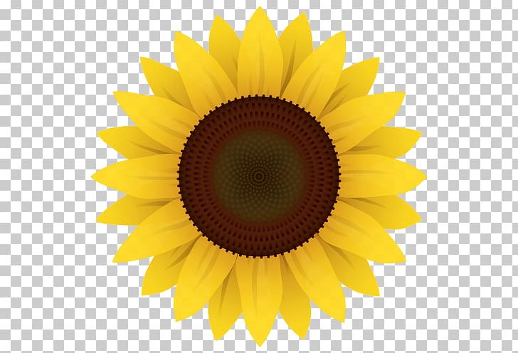 Common Sunflower PNG, Clipart, Closeup, Common Sunflower, Daisy Family, Drawing, Flower Free PNG Download
