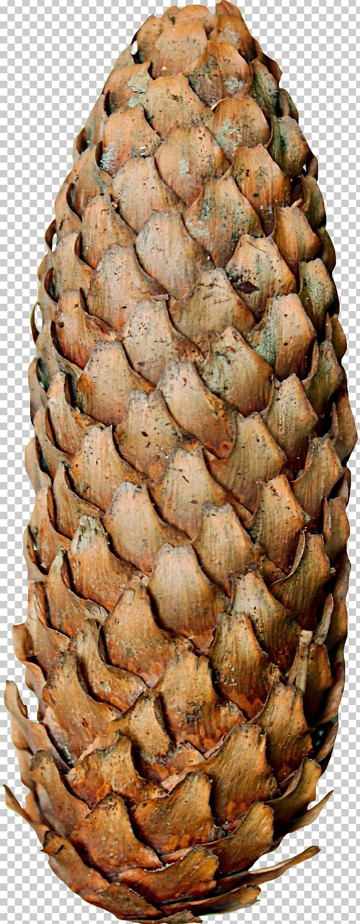 Conifer Cone PNG, Clipart, Ananas, Auglis, Beautiful, Beautiful Pine Cones, Brown Free PNG Download