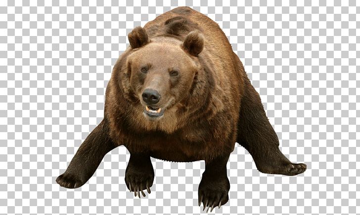 Grizzly Bear American Black Bear Animal Sticker PNG, Clipart, Adres, Alaska Peninsula Brown Bear, American Black Bear, Animal, Animals Free PNG Download