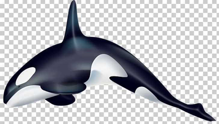 Killer Whale Cetacea Desktop PNG, Clipart, Bbd, Blue Whale, Cetacea, Clip Art, Common Minke Whale Free PNG Download