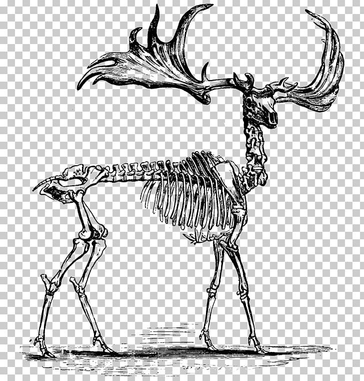 Red Deer Elk Skeleton Anatomy PNG, Clipart, Anatomy, Animals, Antler, Art, Artwork Free PNG Download