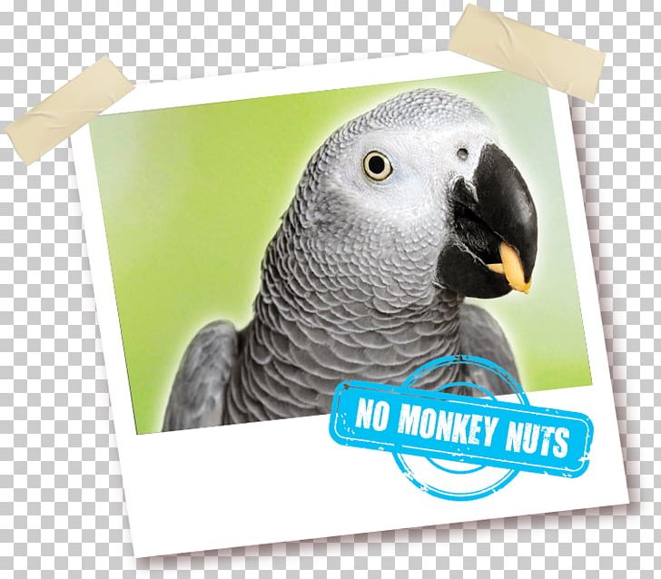 Budgerigar Grey Parrot Pet Parakeet PNG, Clipart, African, Animal, Animal Feed, Animals, Bait Free PNG Download