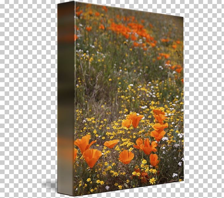 California Poppy Painting Work Of Art PNG, Clipart, Art, California, California Poppy, Canvas, Discover Card Free PNG Download