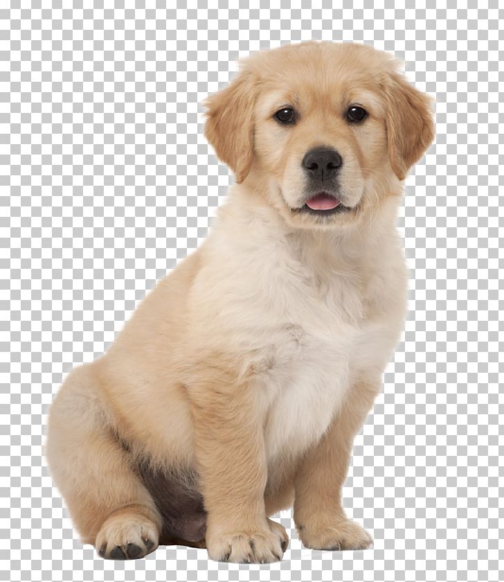 Golden Retriever Puppy Labrador Retriever Kitten Png Clipart