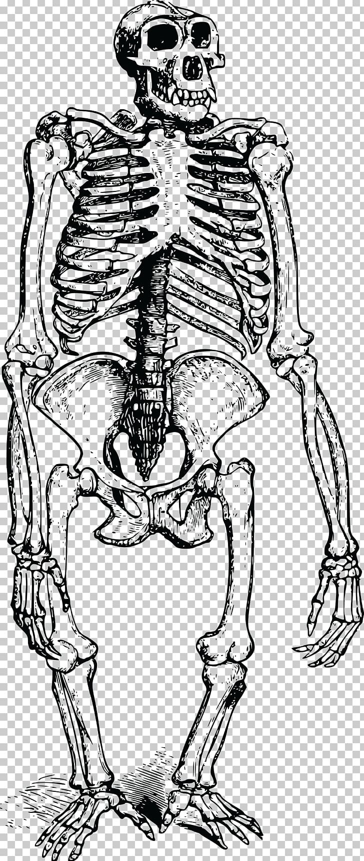 Gorilla Human Skeleton Bone Orangutan PNG, Clipart, Animal, Animals, Arm, Artwork, Black And White Free PNG Download