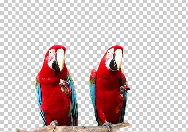 Macaw Bird Parakeet Parrot Beak PNG, Clipart, Animals, Beak, Bird, Bird Supply, Common Pet Parakeet Free PNG Download