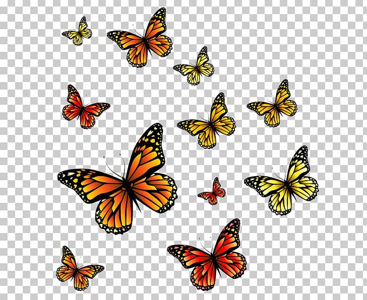 Monarch Butterfly Insect PNG, Clipart, Brush Footed Butterfly, Butterflies And Moths, Butterfly, Desktop Wallpaper, Digital Image Free PNG Download