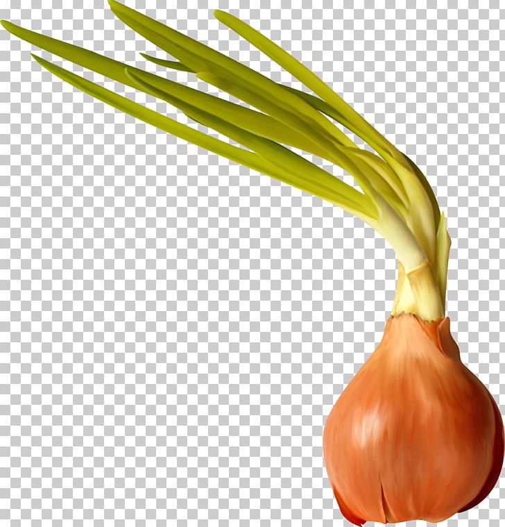 Onion Garlic Food PNG, Clipart, Carrot, Creative, Creative Ads, Creative Artwork, Creative Background Free PNG Download