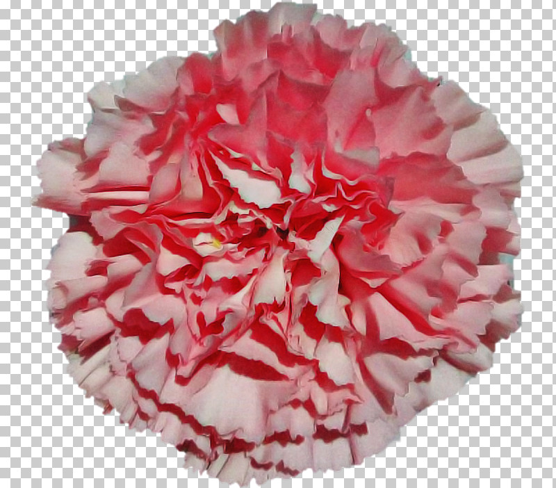Floral Design PNG, Clipart, Annual Plant, Carnation, Cut Flowers, Floral Design, Flower Free PNG Download