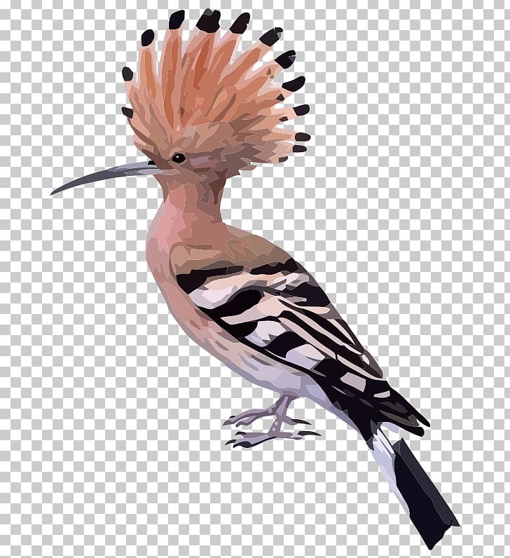 Beak Bird Eurasian Hoopoe PNG, Clipart, Animals, Beak, Bird, Child, Common Redstart Free PNG Download