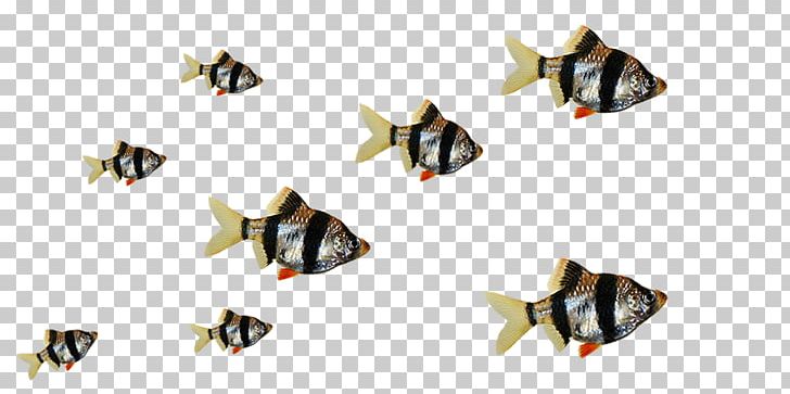 Goldfish Ornamental Fish Aquarium Tiger Barb PNG, Clipart, Animal, Animals, Aquarienpflanze, Aquarium, Body Jewelry Free PNG Download