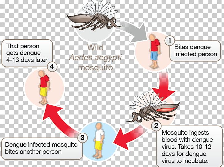 Mosquito-borne Disease Dengue Virus Tropical Disease PNG, Clipart, Area, Beak, Dengue, Dengue Fever, Diagram Free PNG Download