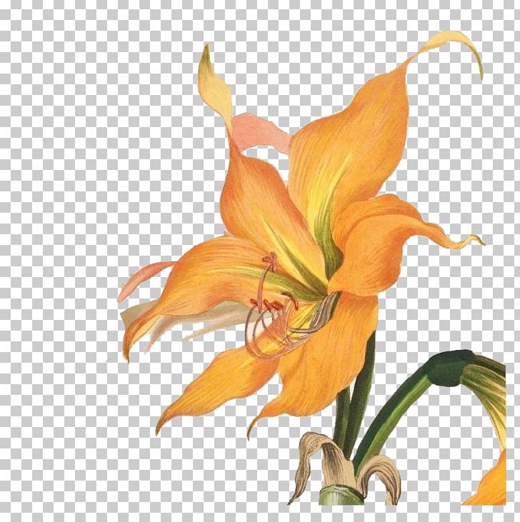 The Art Of Botanical Illustration Botany Painting Illustration PNG, Clipart, Abstract, Amaryllis, Background Elements, Flower, Hand Free PNG Download