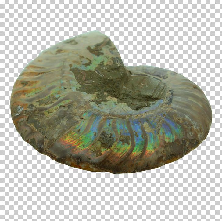 1 PNG, Clipart, 1000000, Ammonite, Ammonites, Archaeology, Billion Free PNG Download