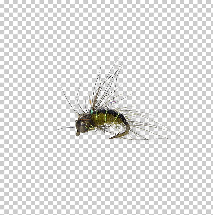 Artificial Fly Pupa Caddisfly Fly Fishing PNG, Clipart, Artificial Fly, Brand Ambassador, Caddisfly, Cdc, Customer Service Free PNG Download