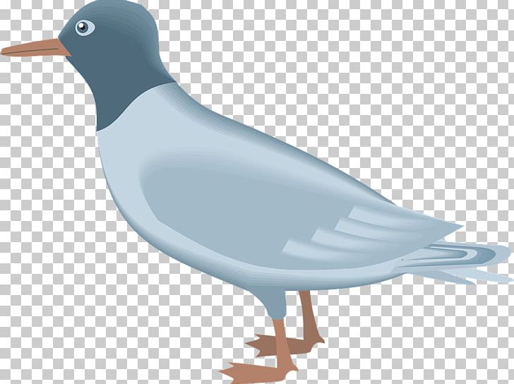 Gull PNG, Clipart, Gull Free PNG Download