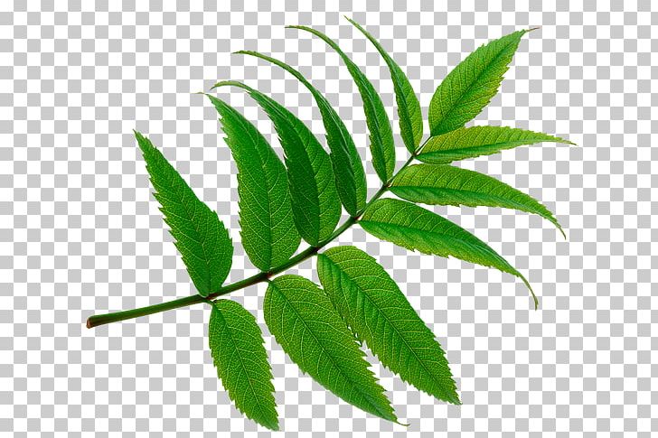 Leaf PNG, Clipart, Bladnerv, Desktop Wallpaper, Gurmar, Hemp, Hemp Family Free PNG Download