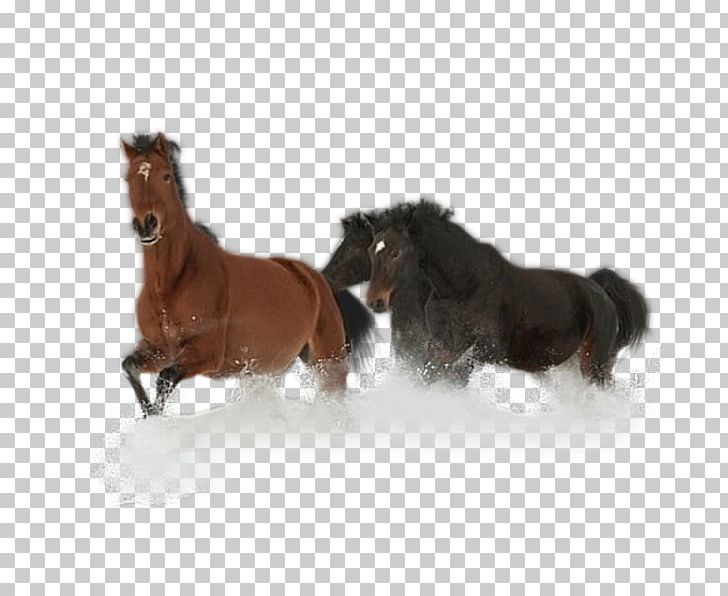Mustang Stallion Pony Photography PNG, Clipart, Animal, Black And White, Color, Dog Breed, Fur Free PNG Download