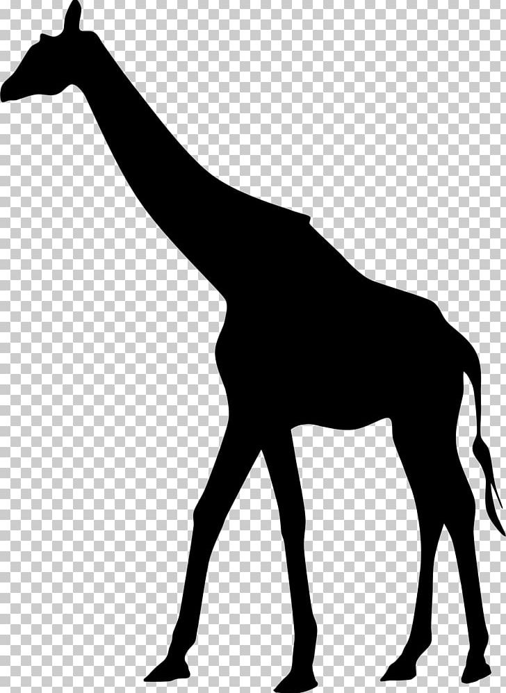 Northern Giraffe West African Giraffe Silhouette PNG, Clipart, African, Animals, Black, Black And White, Colt Free PNG Download