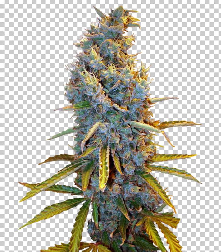 Seed Cultivar Всхожесть семян Hemp Conifer Cone PNG, Clipart, Buyer, Cannabis, Caramel, Cash On Delivery, Conifer Cone Free PNG Download