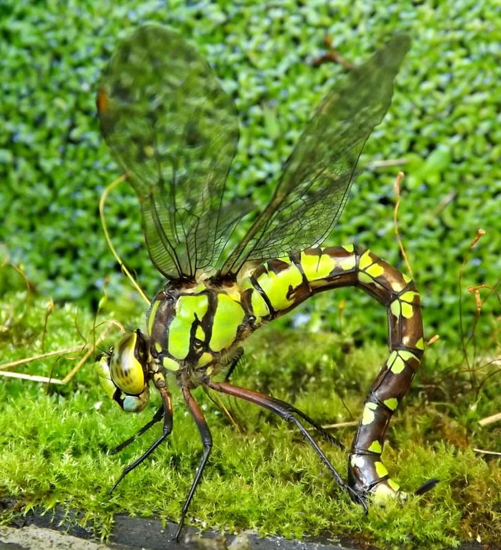 Southern Hawker Insect Dragonfly Ovipositor Arthropod PNG, Clipart, Aeshna, Animal, Arthropod, Dragonflies And Damseflies, Dragonfly Free PNG Download