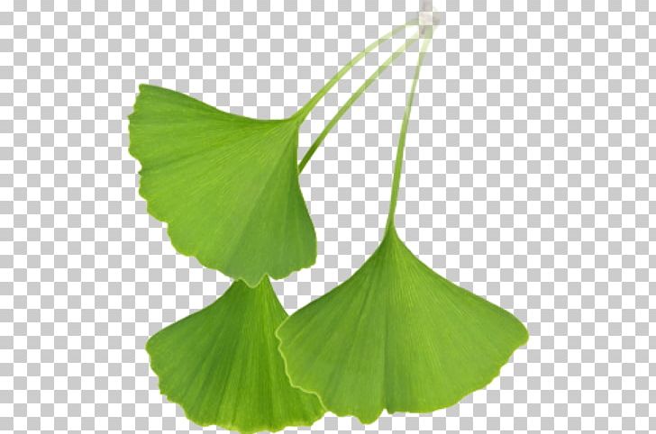 Ginkgo Biloba Extract Leaf Tree Stock Photography PNG, Clipart, Extract, Ginkgo Biloba, Green, Health, Ingredient Free PNG Download