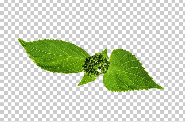 Leaf Stipule Plant Stem Plants Herbalism PNG, Clipart, Herb, Herbal, Herbalism, Leaf, Peppermint Free PNG Download